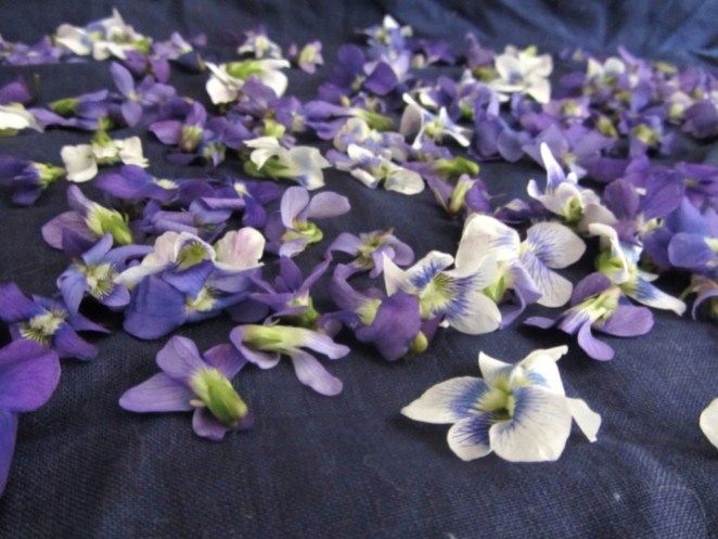 violets for Roman violatium